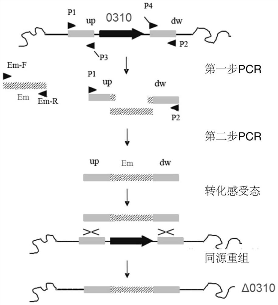 Application of spd_0310 protein as a target in the preparation of drugs for preventing and treating Streptococcus pneumoniae infection