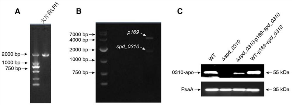 Application of spd_0310 protein as a target in the preparation of drugs for preventing and treating Streptococcus pneumoniae infection