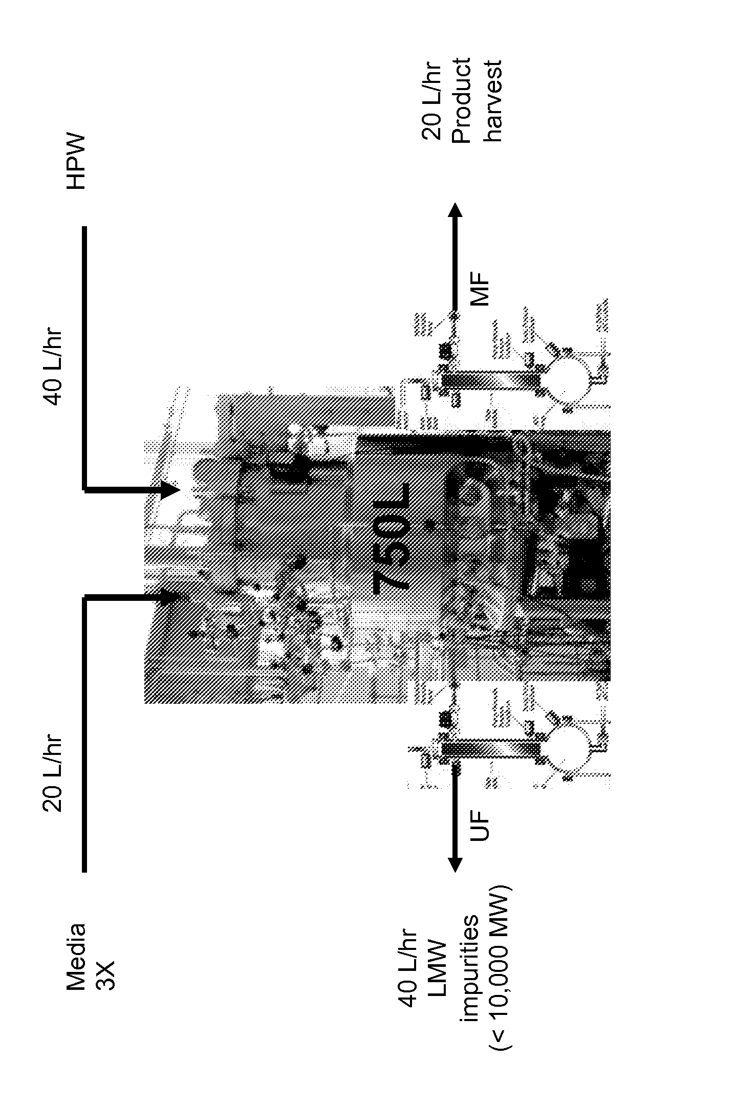 Method for producing a biopolymer (e.g. polypeptide) in a continuous fermentation process