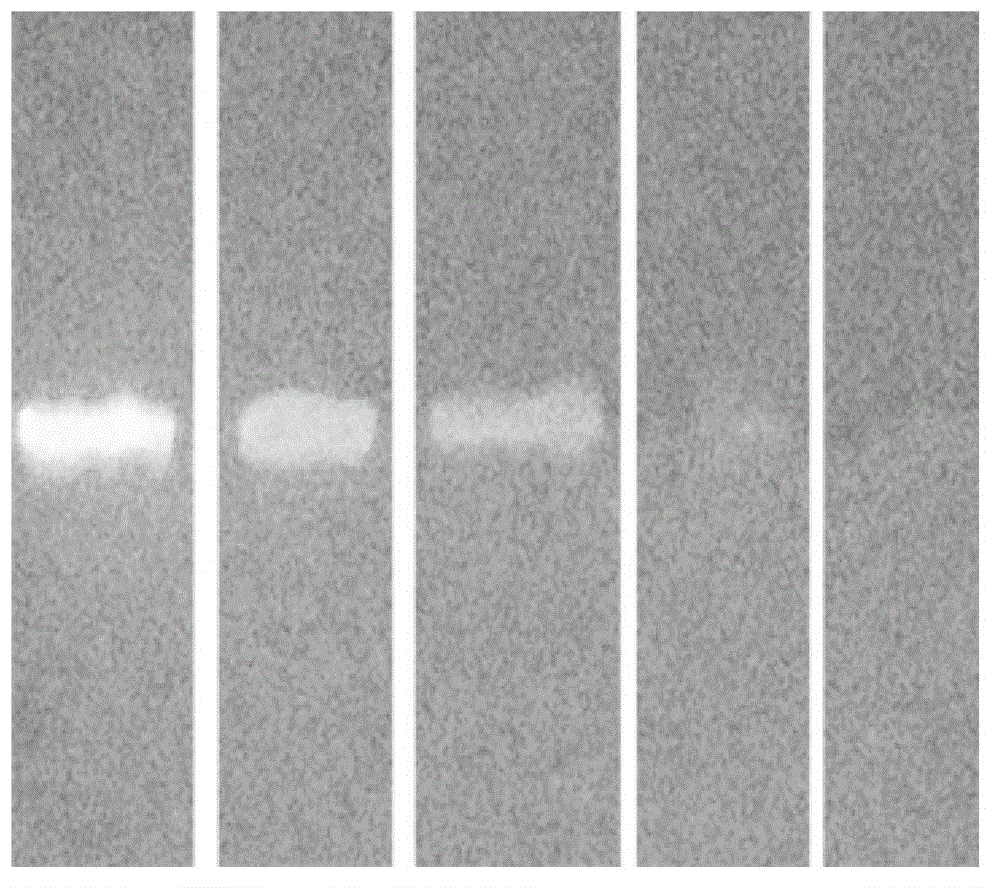 A kind of preparation method of carbon quantum dot test strip for detecting p24 antigen