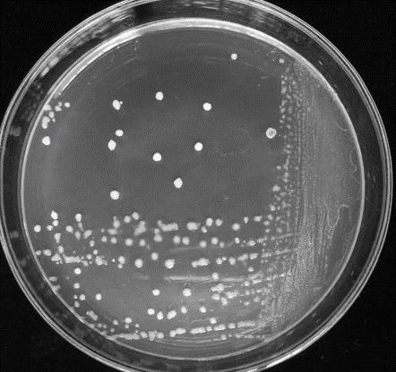 A bacteriostatic fusion Weissella mp4 bacterial strain and its application