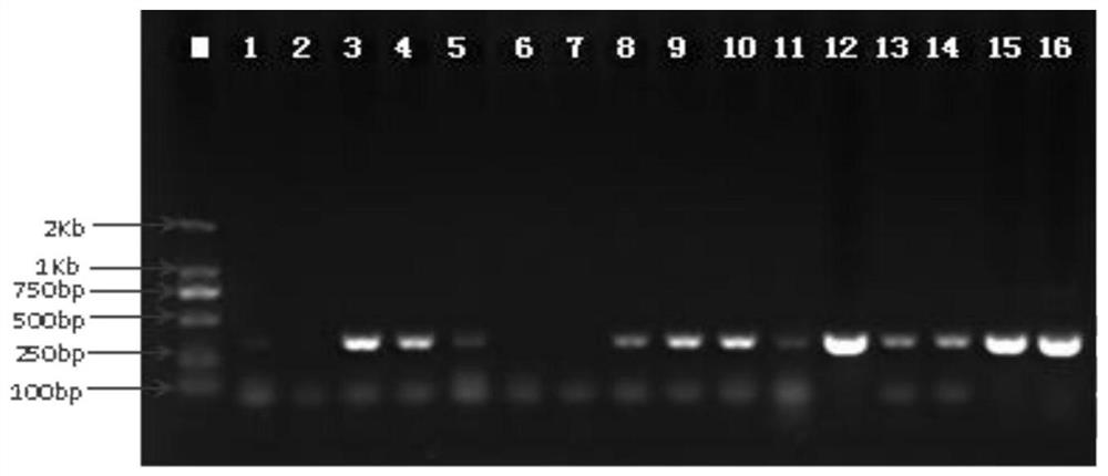A detection method for the pathogen of sweet potato seed potato compound virus disease (SPVD)