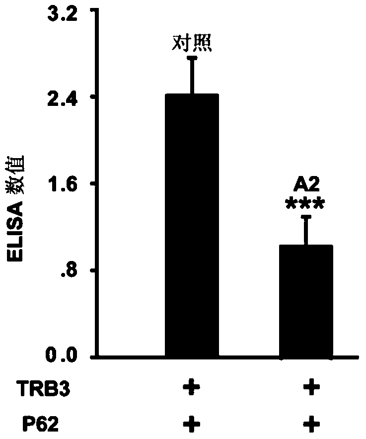 Application of a polypeptide specifically binding to trb3 in the treatment of abdominal aortic aneurysm
