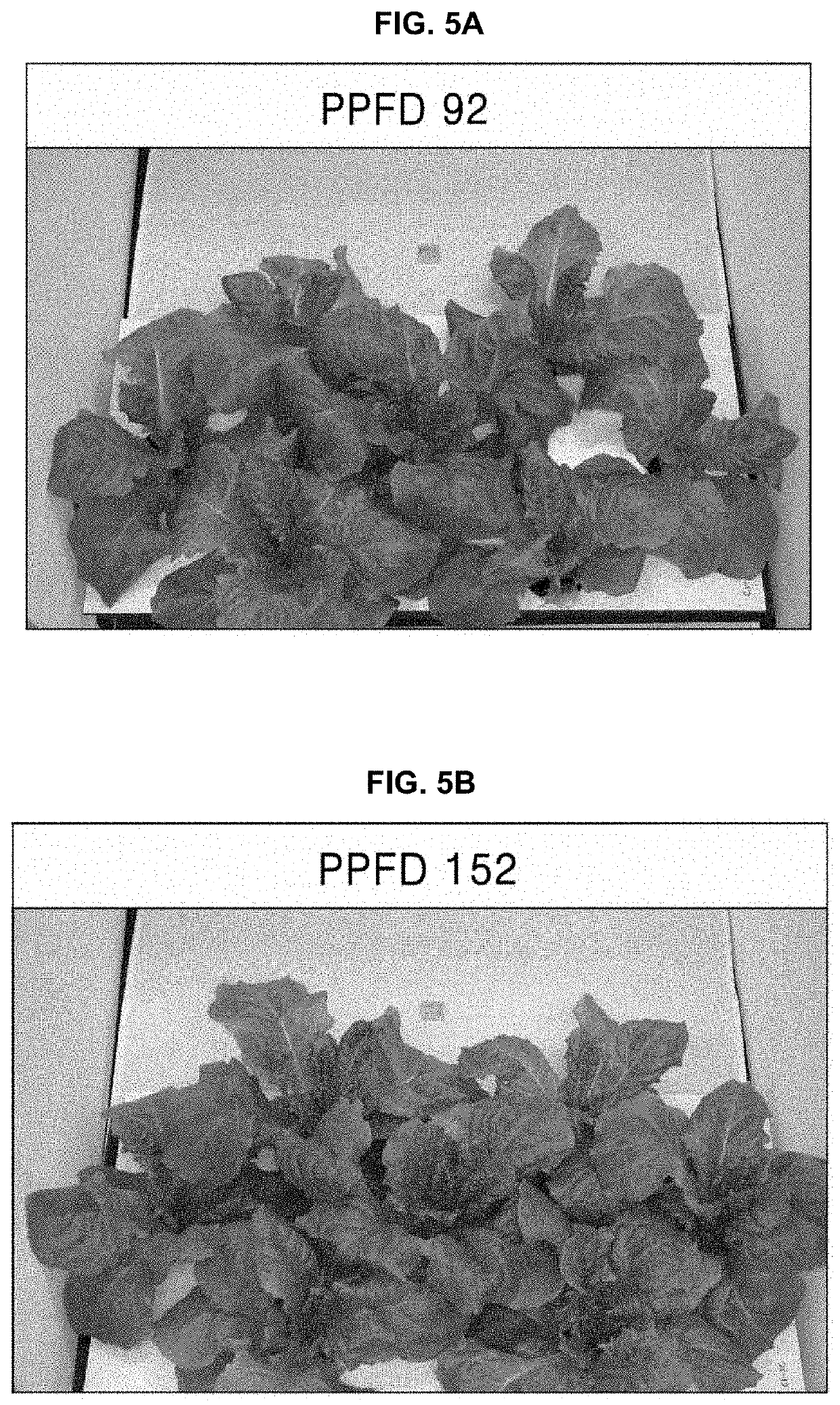 Light source for plant cultivation and method for plant cultivation