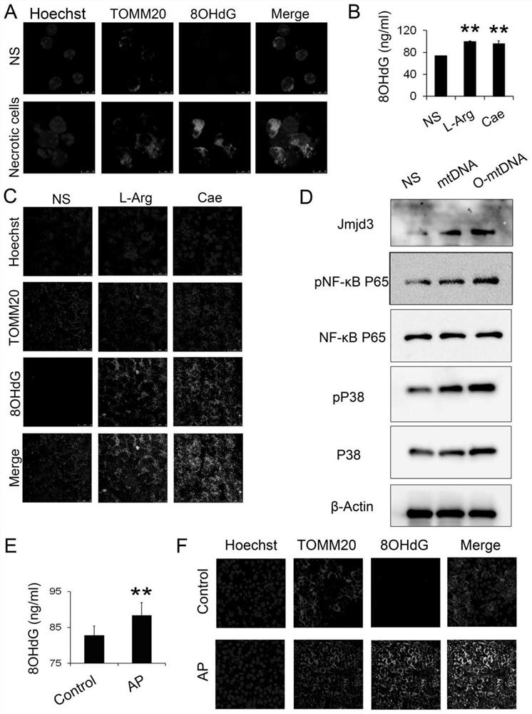 Use of jmjd3 inhibitors in the preparation of medicines for preventing and treating pancreatitis