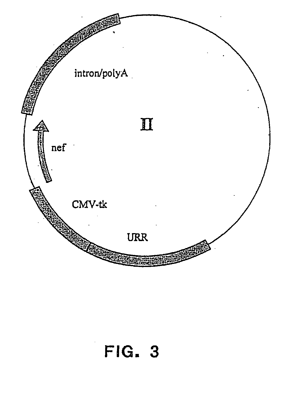 Novel expression vectors and uses thereof