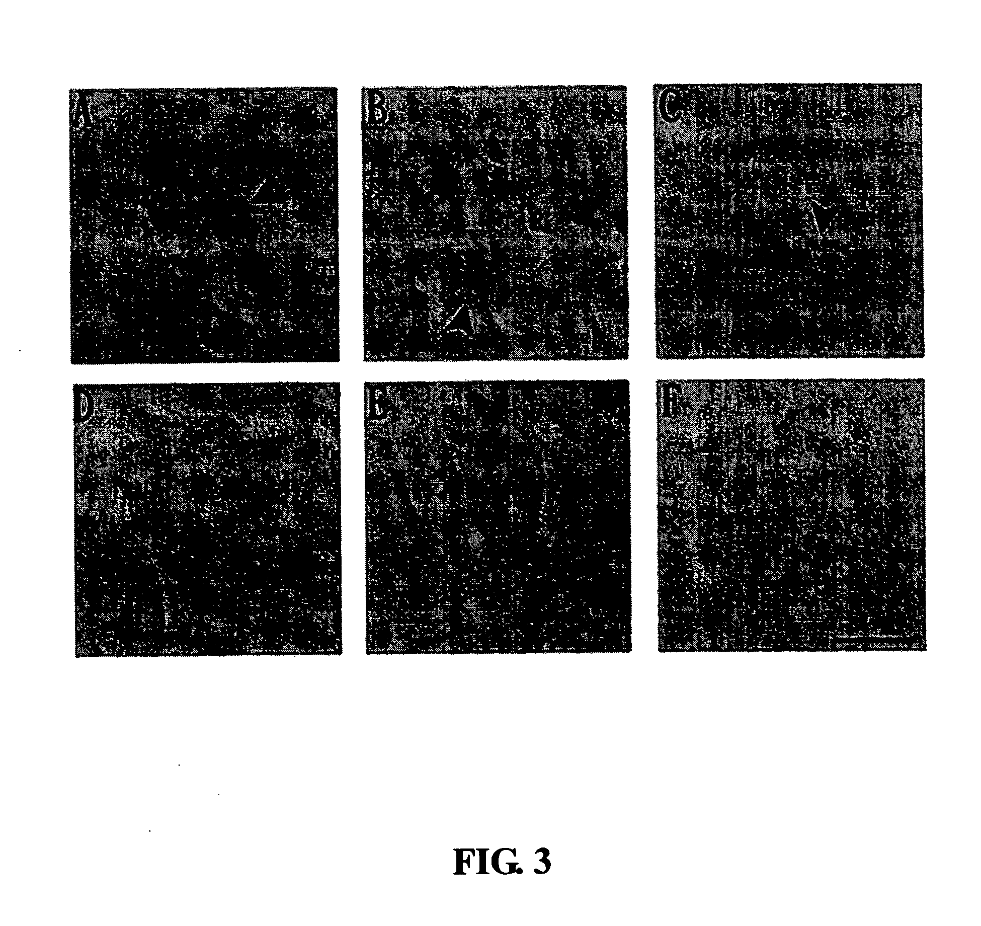 Peptide marker targeting to nasopharyngeal carcinoma cell and application thereof