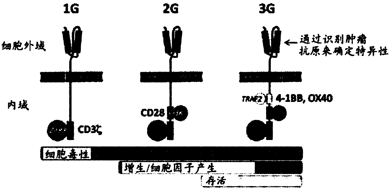 Modified t cells and methods of making and using the same