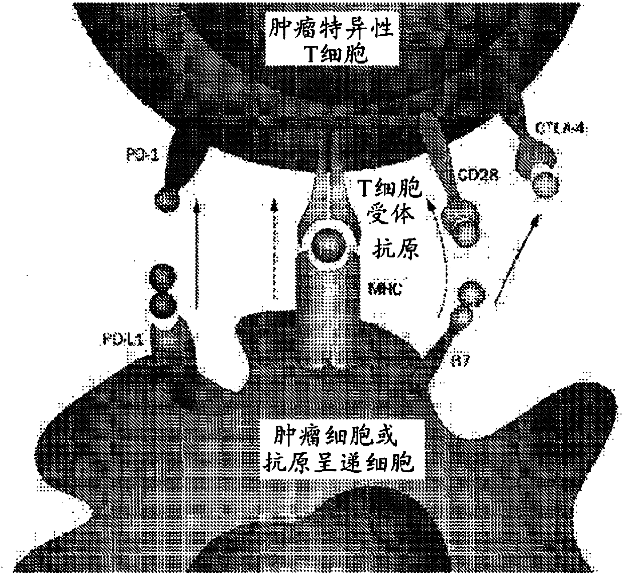 Modified t cells and methods of making and using the same