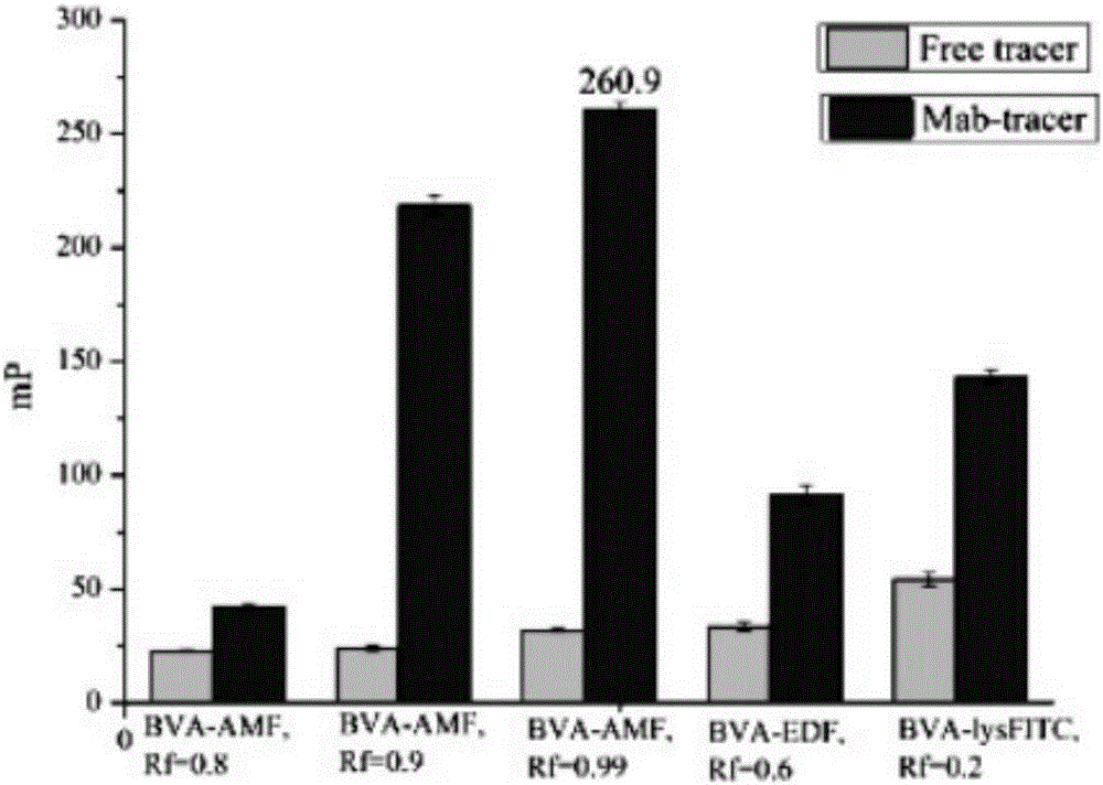 Bisphenol A fluorescence polarization immunity analysis and detection method based on adopting AMF as fluorescein marker
