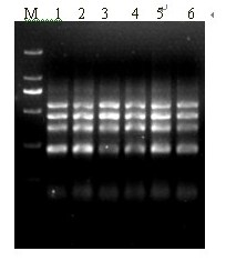Multiple RT-PCR (reverse transcription-polymerase chain reaction) detection method for SPVD (sweet potato virus disease)