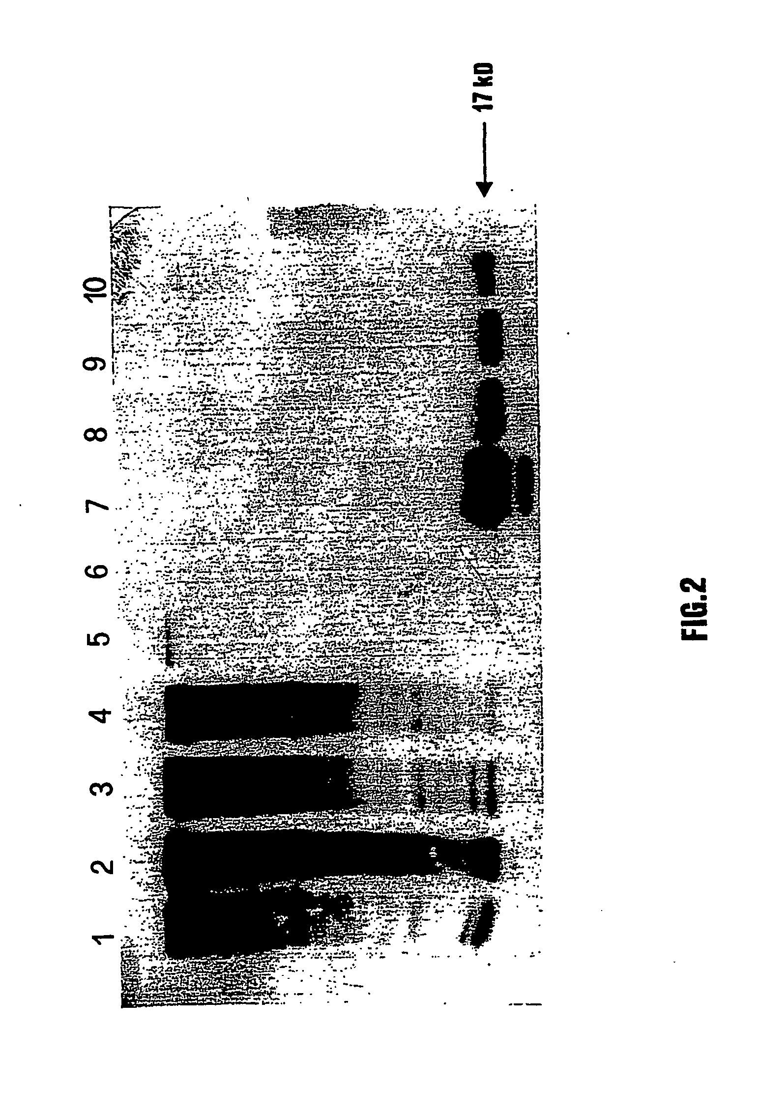 Subunit vaccines and processes for the production thereof