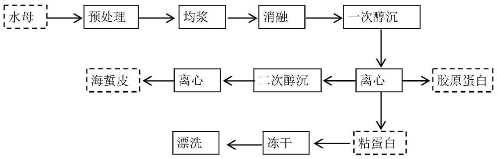 Jellyfish mucin separation method and application thereof in repairing cosmetics