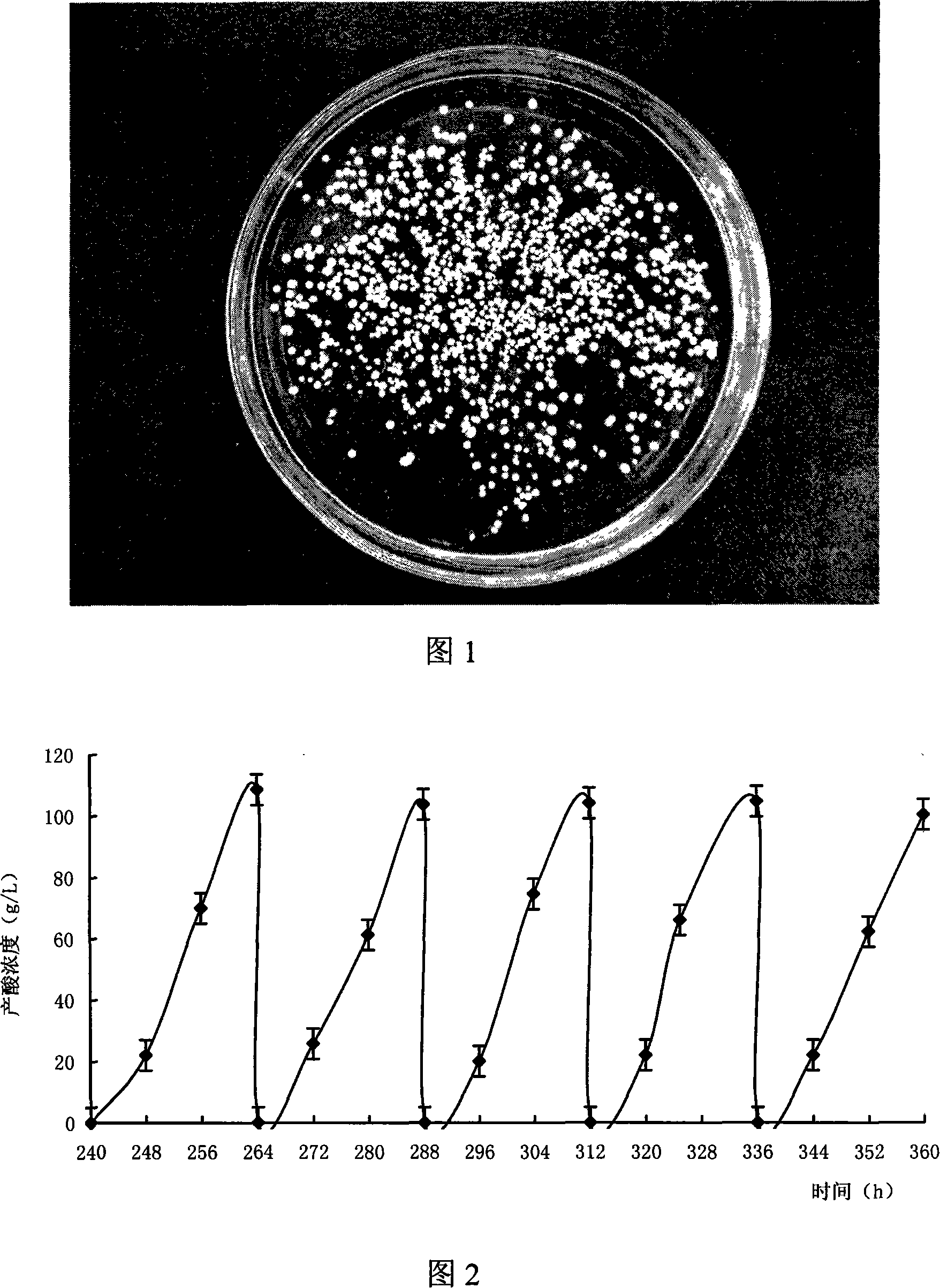 Novel single-tank hemicontinuous high-strength ferment high optical purity L- lactic acid technique for rhizopus oryzae bacterium ball