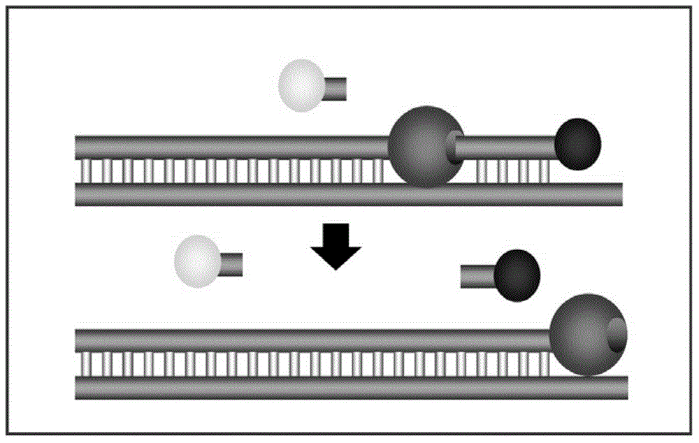 Fluorescent RT-PCR reagent kit for detecting Japanese B encephalitis virus