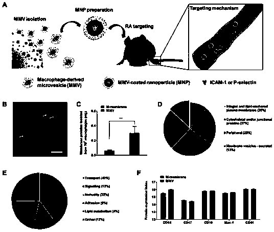 Macrophage vesicle entrapped nano-drug preparation and application thereof in treating arthritis
