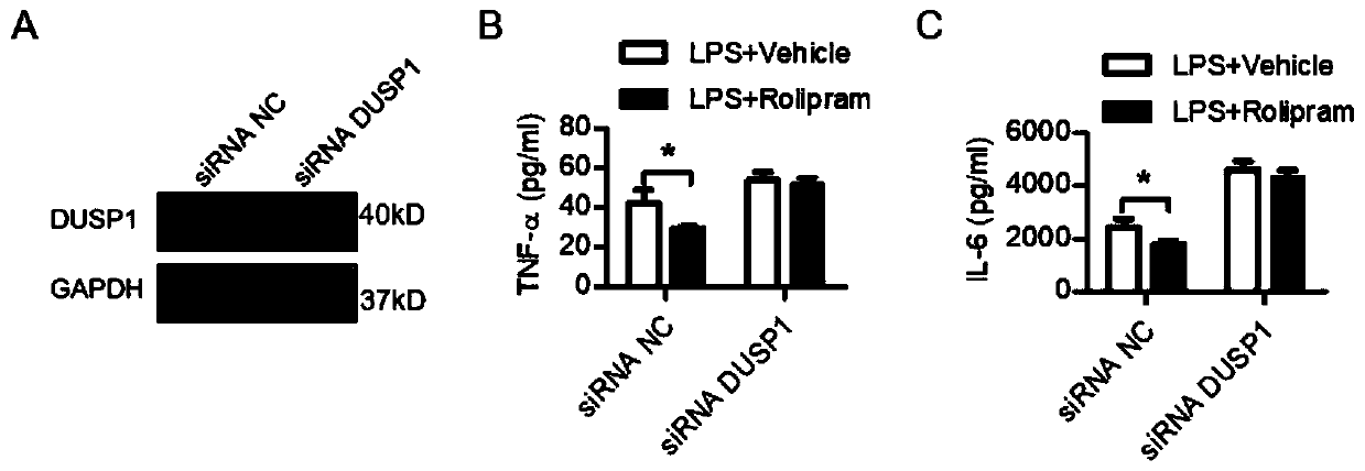 Application of rolipram in preparation of medicines for treating sepsis cardiac dysfunction