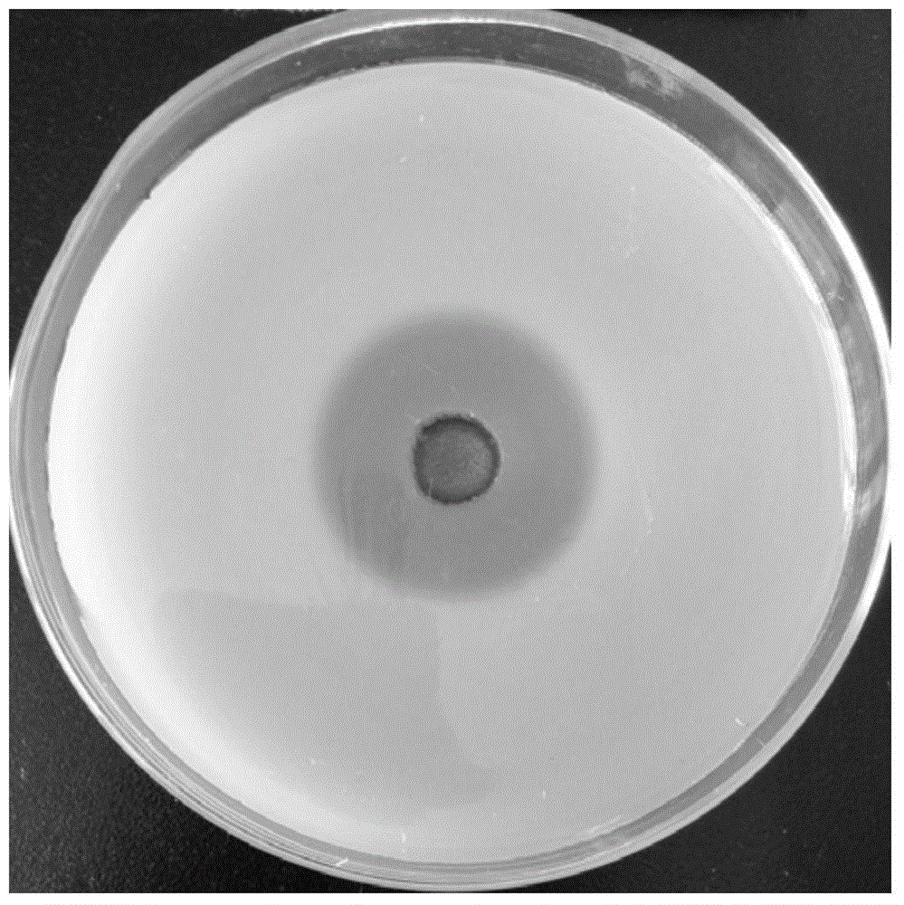 Trichoderma atroviride strain capable of producing high-temperature-resistant feruloyl esterase and high-temperature-resistant cellulase and application thereof