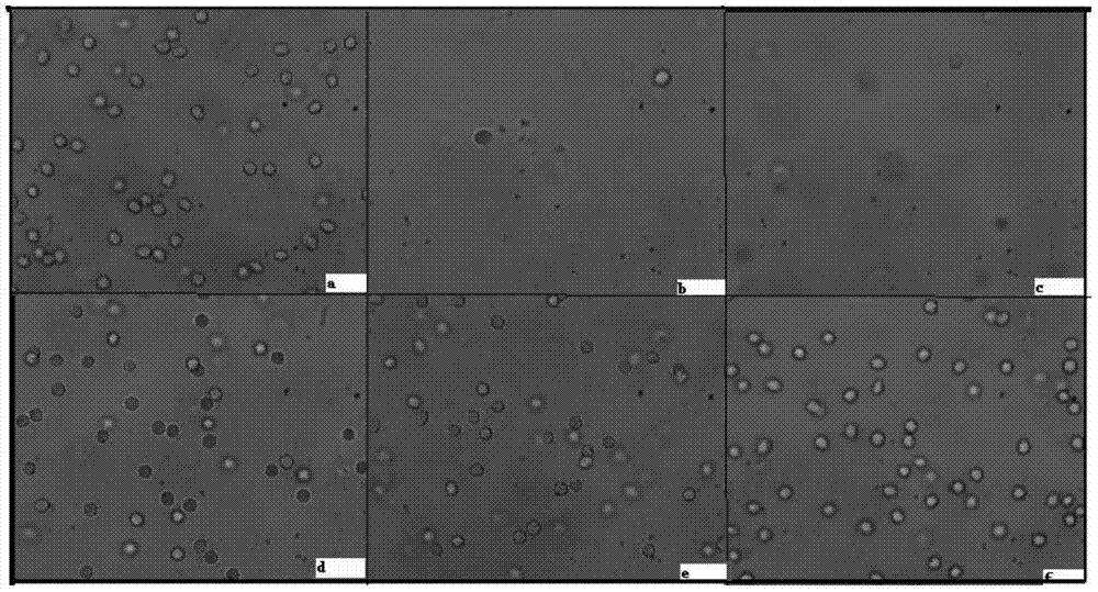 Tea saponin granule, as well as preparation method and use thereof