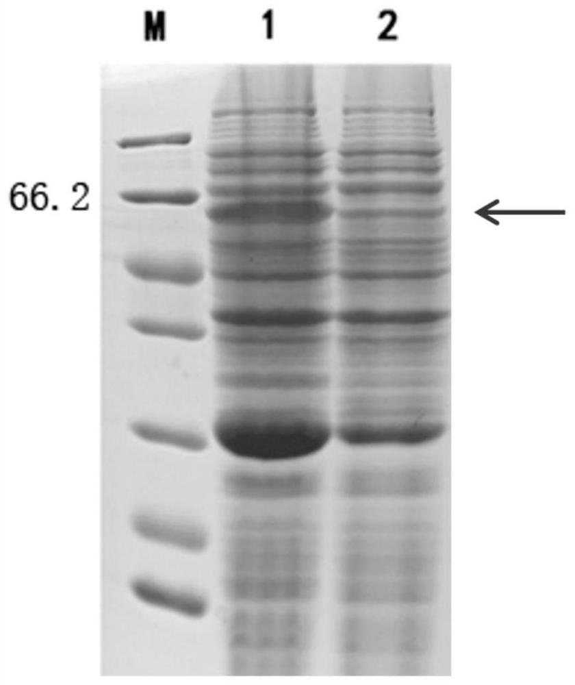 Easy-to-segment human-mouse zona pellucida fusion protein as well as preparation method and application thereof