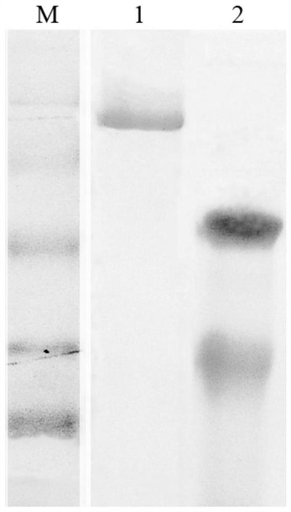 Easy-to-segment human-mouse zona pellucida fusion protein as well as preparation method and application thereof