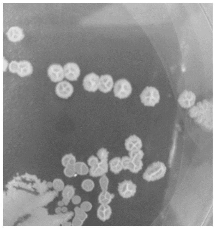 A kind of bacillus subtilis and its application, a kind of enzyme preparation
