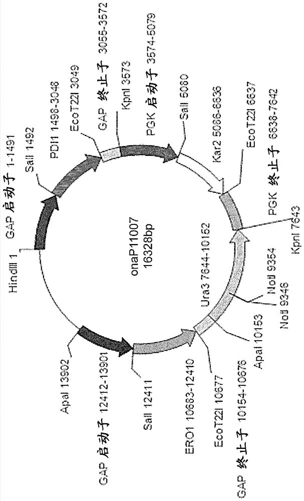 Method for improved high secretory production of proteins