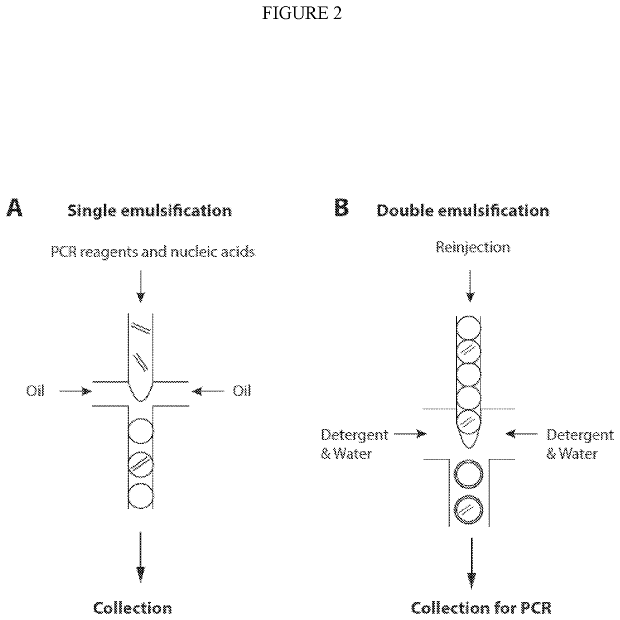 Combined multiple-displacement amplification and PCR in an emulsion microdroplet