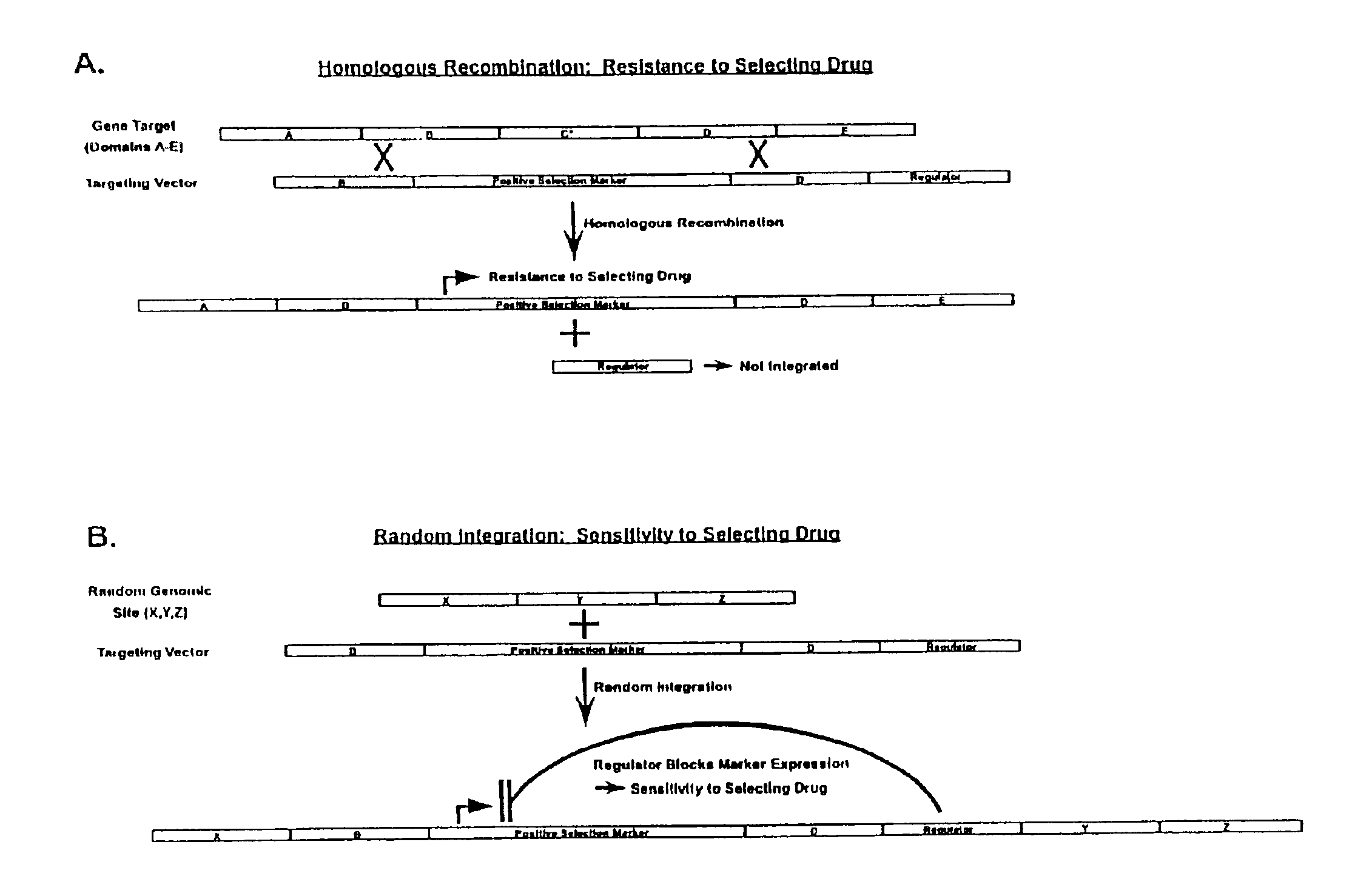 Gene targeting vectors comprising conditional positive selection markers