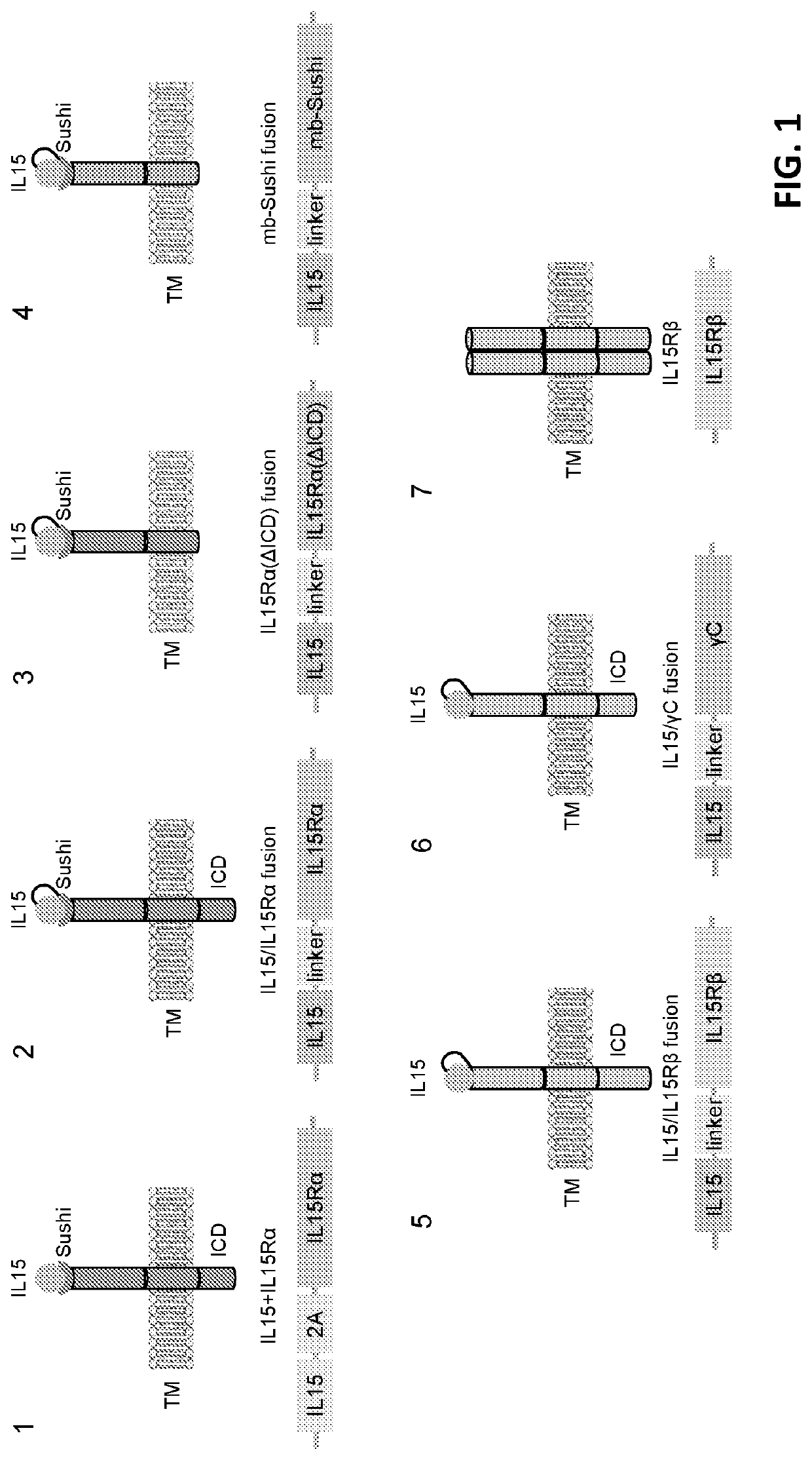 IMMUNOTHERAPIES USING ENHANCED iPSC DERIVED EFFECTOR CELLS