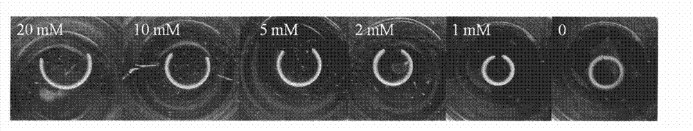 Intelligent bending double-gel for visual detection of glucose in urine, method for preparing same and application thereof