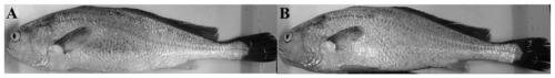 A method of regulating the golden body color of large yellow croaker by using a class of functional peptides