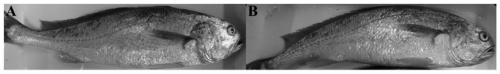 A method of regulating the golden body color of large yellow croaker by using a class of functional peptides