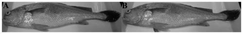 A method of regulating the golden body color of large yellow croaker by using a class of functional peptides