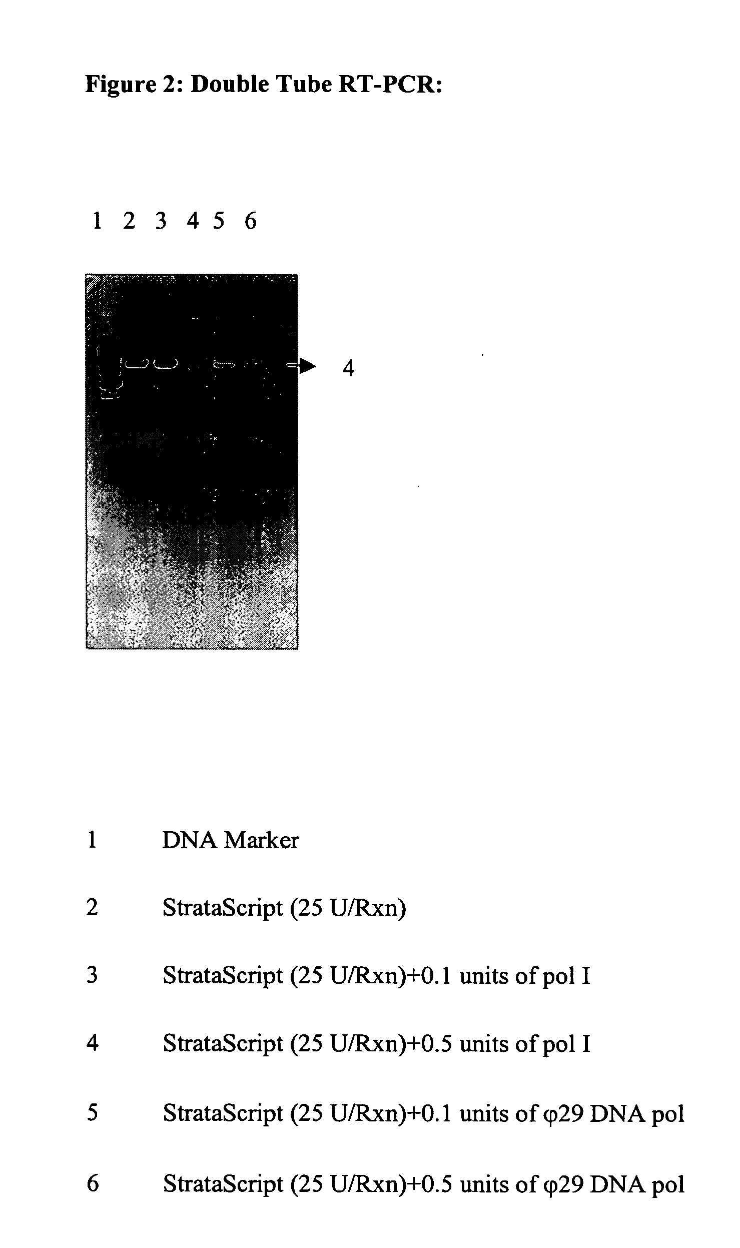 Compositions and methods for reverse transcription