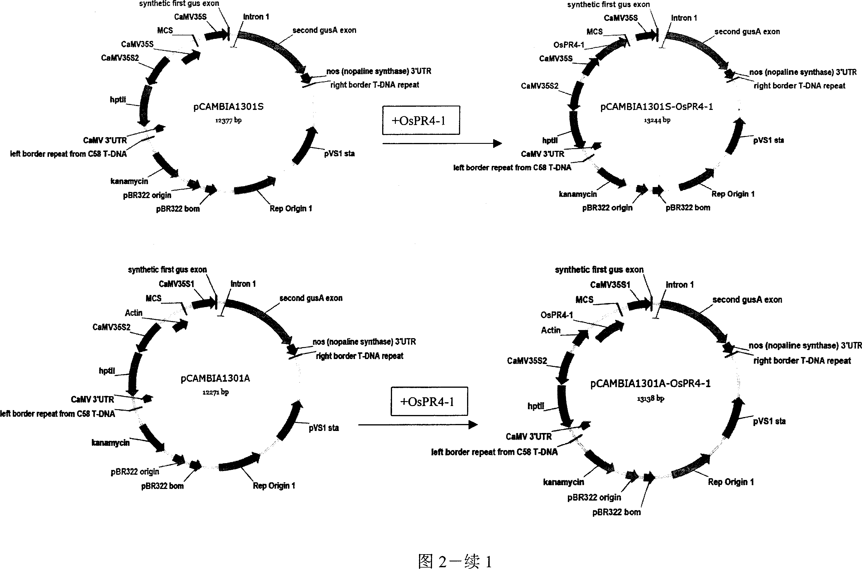 Improvement of plant drought resistance by using paddy pathogenesis-related gene OsPR4-1