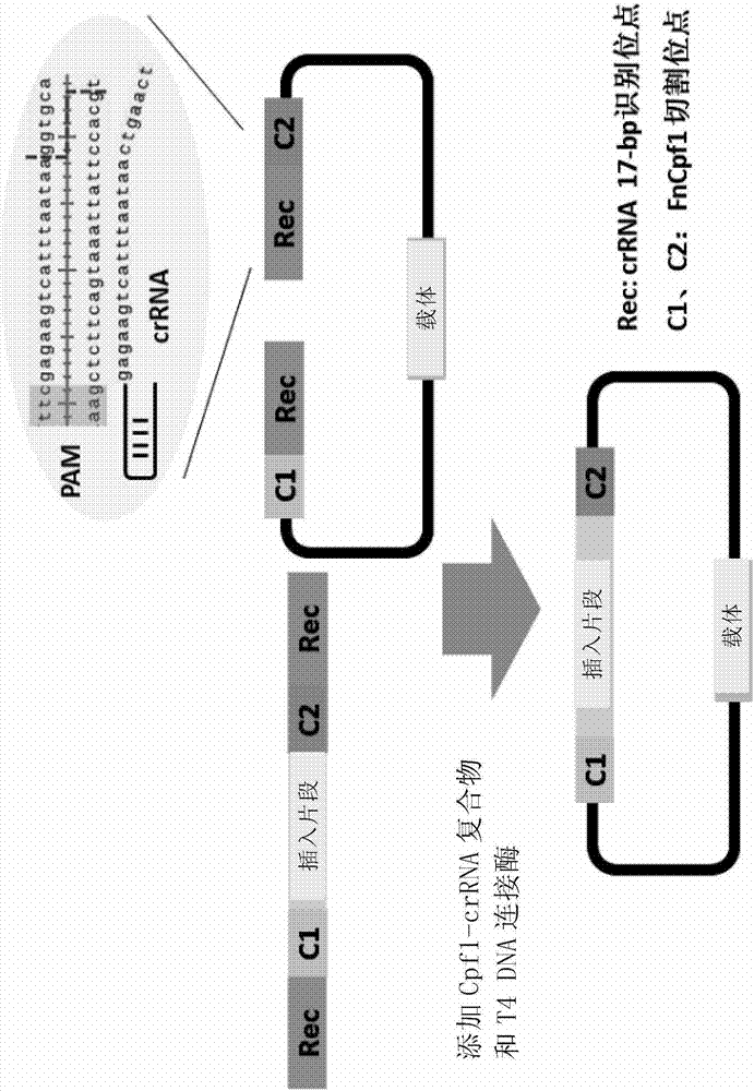 Cpf1-based DNA in-vitro splicing method