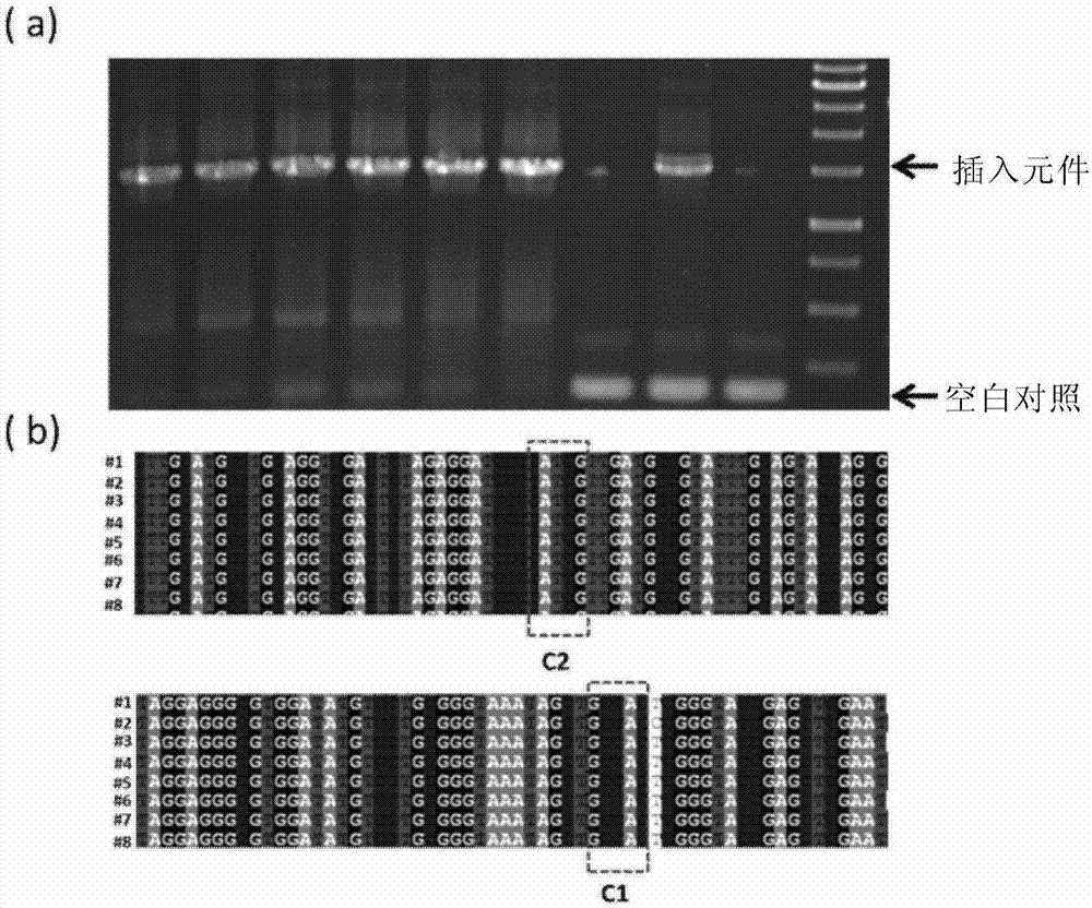 Cpf1-based DNA in-vitro splicing method