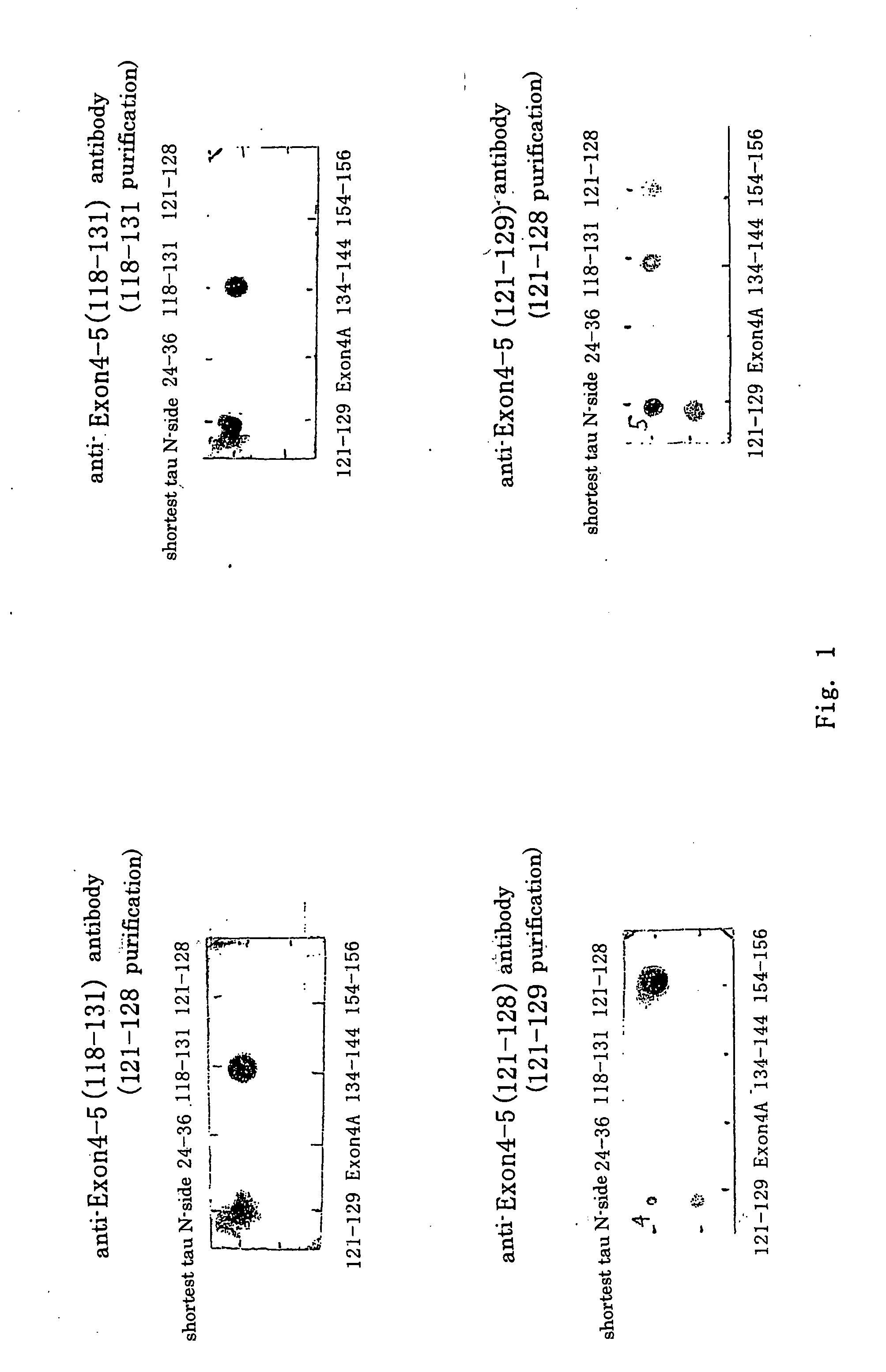 Antibody specific to central nervous system tau protein