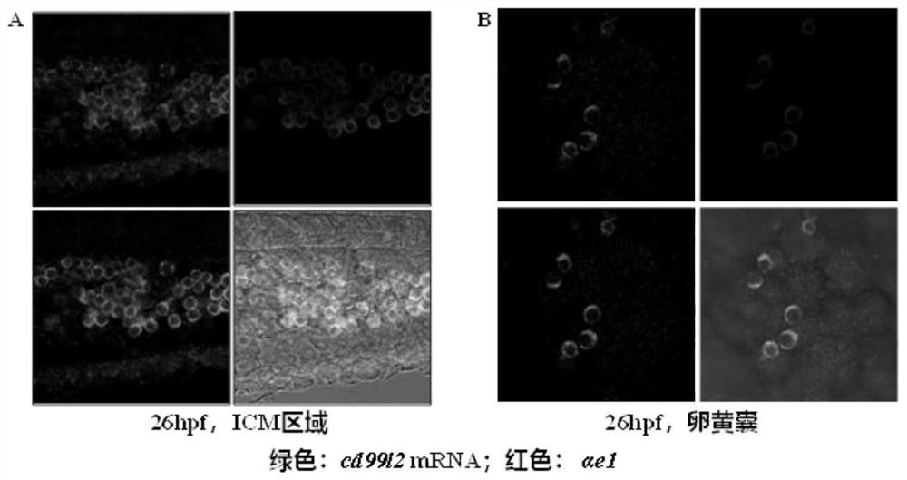 Application of transgenic zebrafish in preparation of animal model for specifically marking original erythroid hematopoietic process