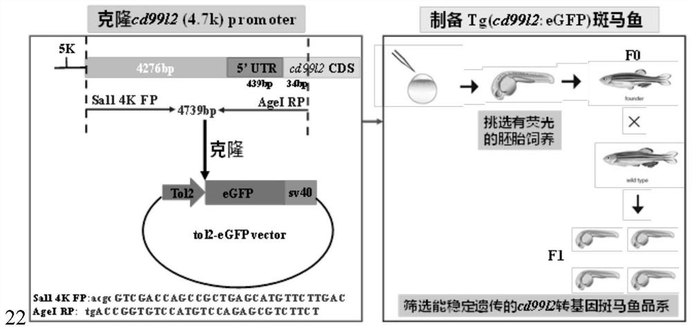 Application of transgenic zebrafish in preparation of animal model for specifically marking original erythroid hematopoietic process