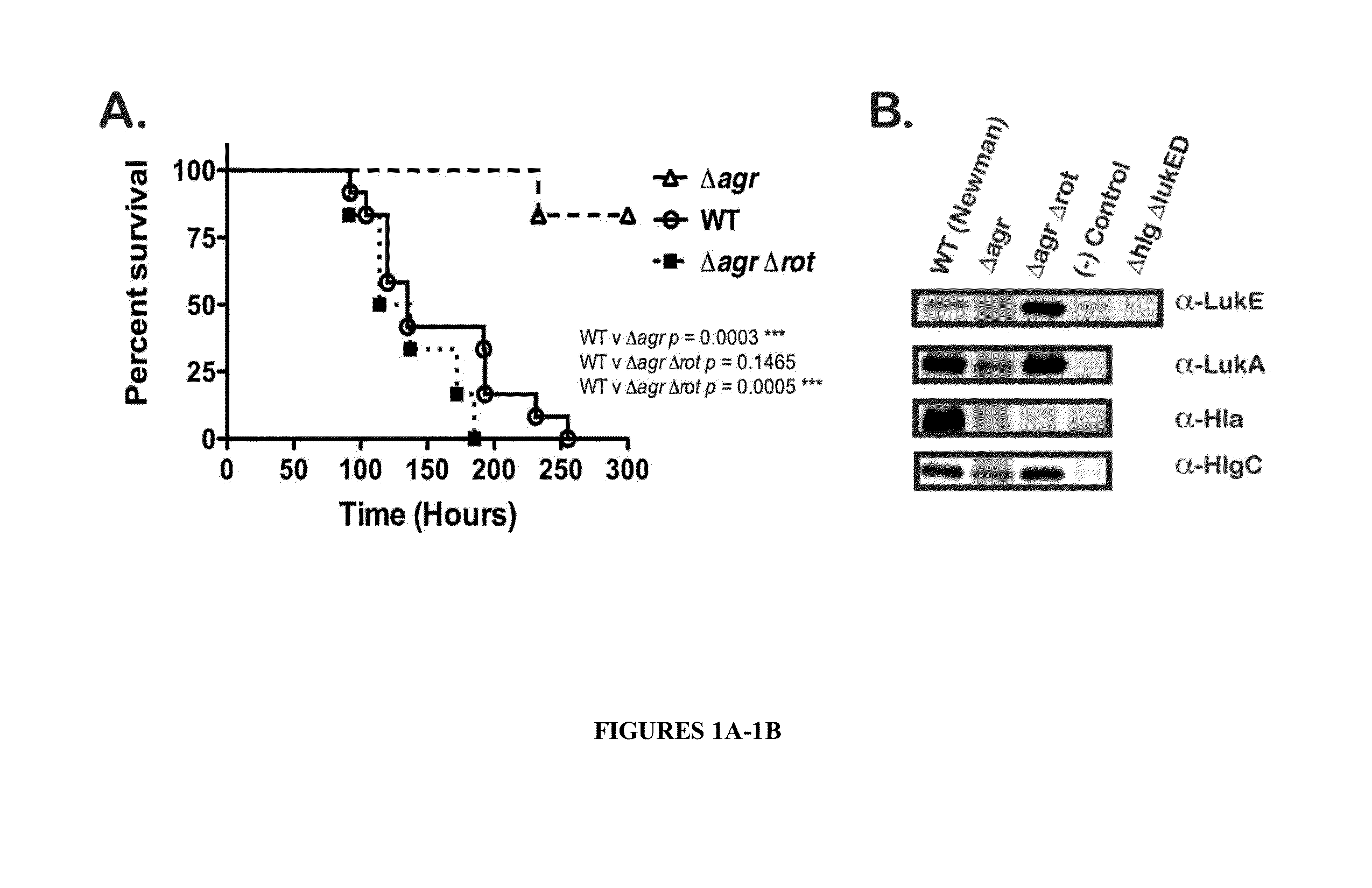 Methods of treating and preventing staphylococcus aureus infections and  associated conditions