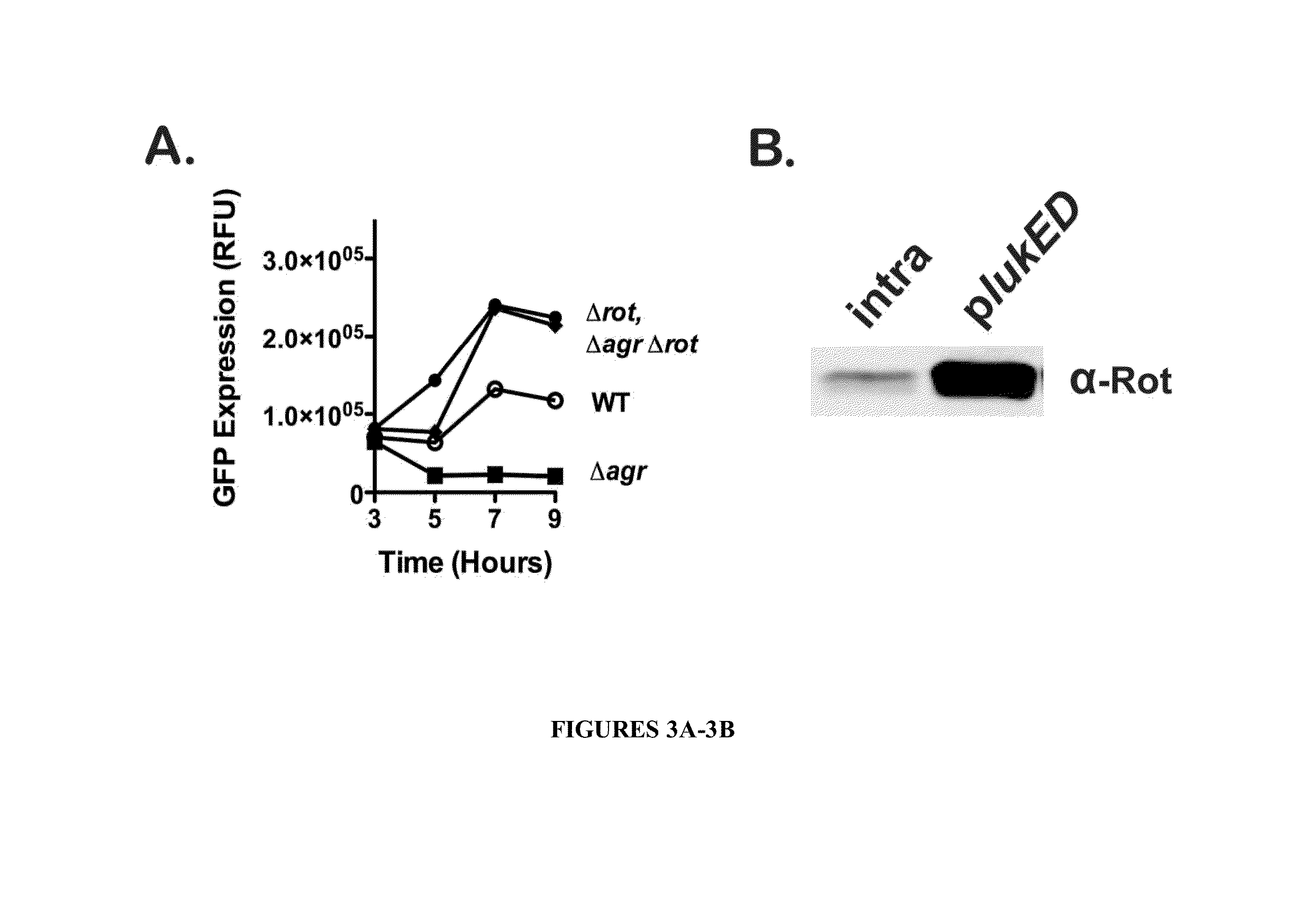 Methods of treating and preventing staphylococcus aureus infections and  associated conditions
