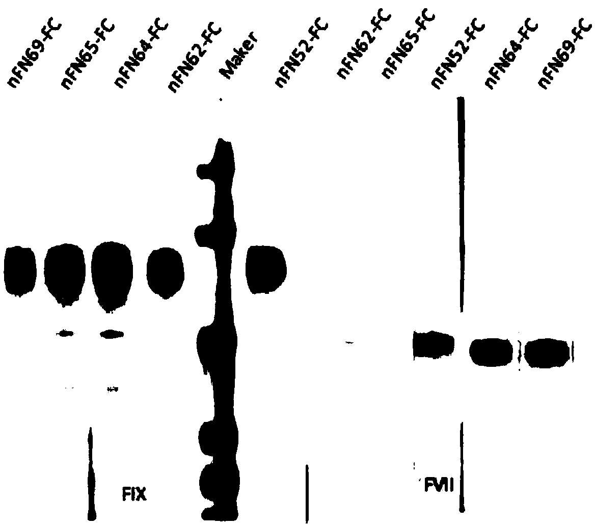 Single-domain antibody specific to coagulation factor IX (FIX)