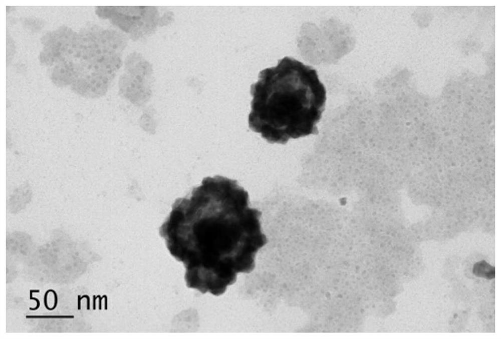 A method for detecting Escherichia coli based on magnetic graphene oxide composite Venus@gold-silver alloy nanoparticles