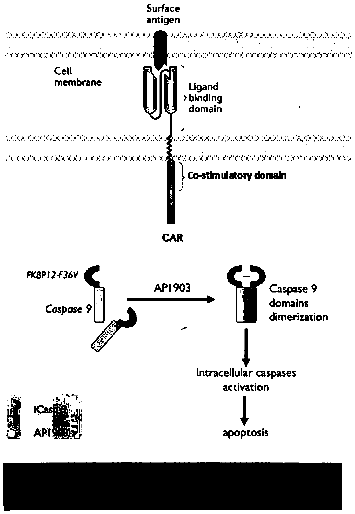 An anti-ror1 safe chimeric antigen receptor-modified immune cell and its application