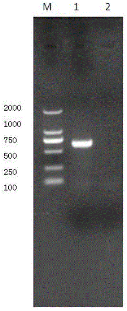 A kind of absolute fluorescent quantitative PCR primer pair, probe and method for measuring the growth titer of mycoplasma hyopneumoniae