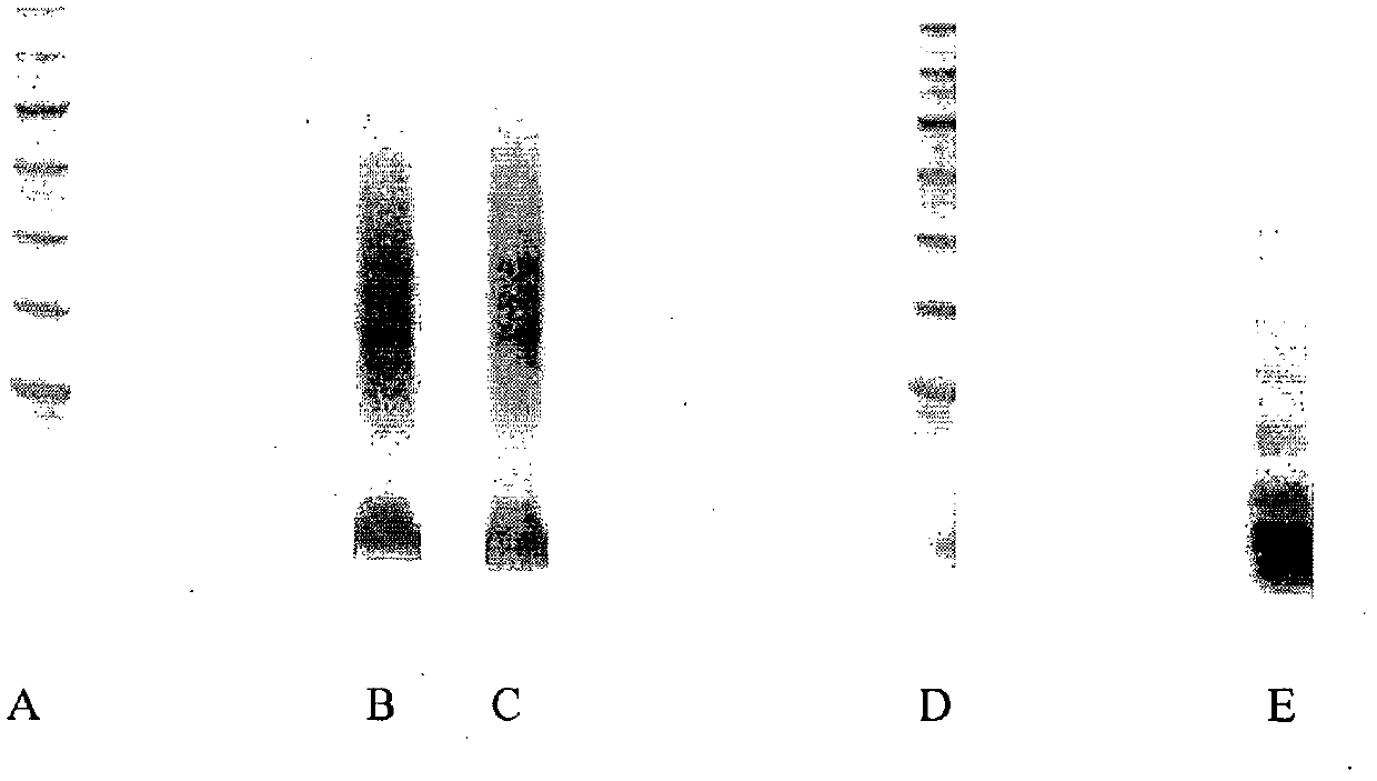 Conjugates of hydroxyalkyl starch and a protein