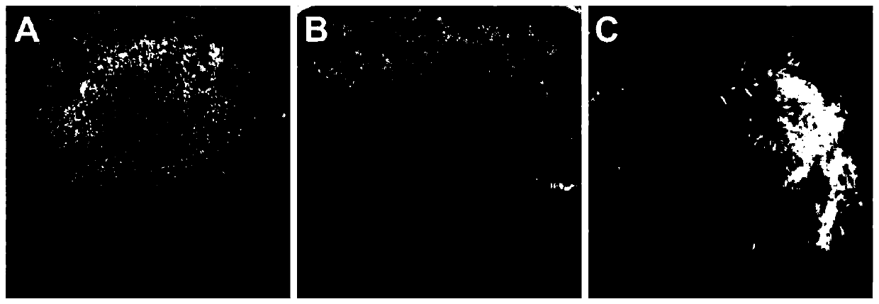 A method for producing bletilla striata seedlings based on liquid medium