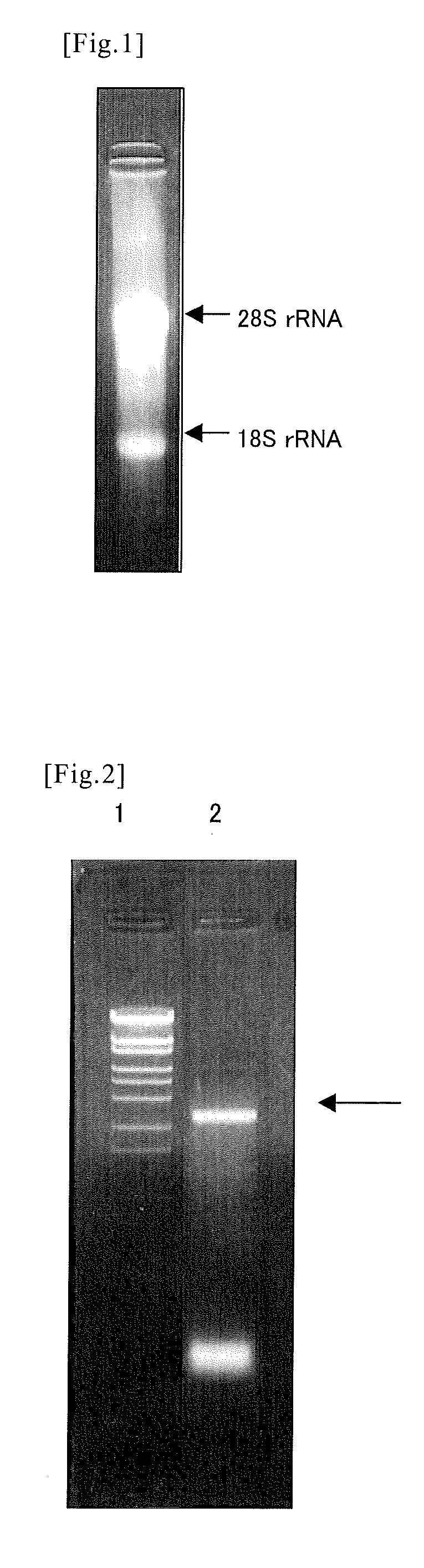 Novel protein capable of binding to hyaluronic acid, and method for measurement of hyaluronic acid using the same